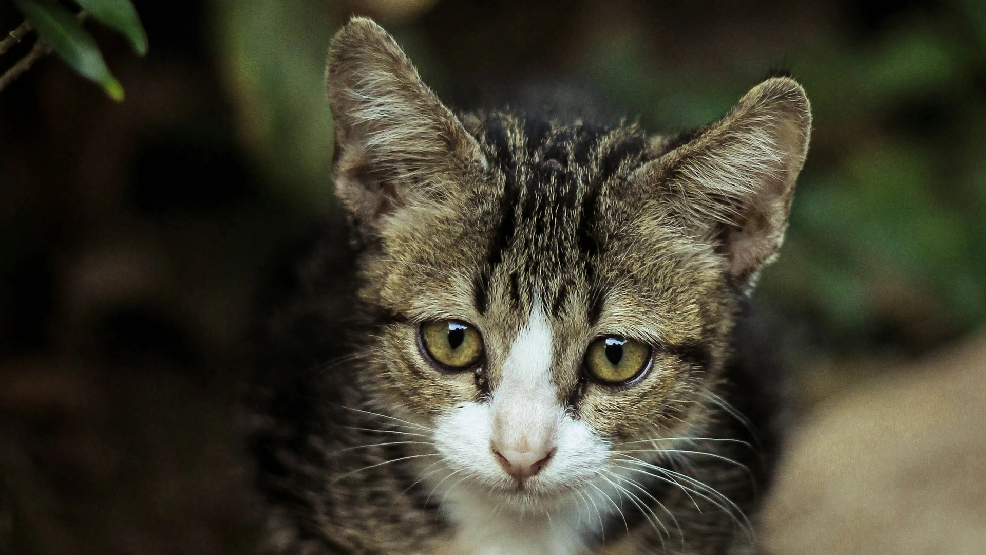 Family Office: Quando Ha Senso e Quanto Costa